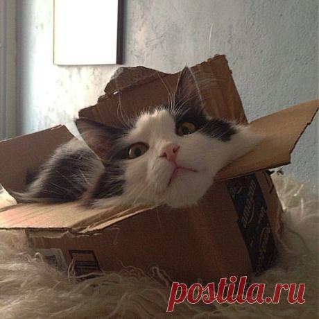 Дмитрий Кокин