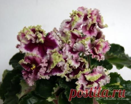 Подписывайтесь на новости Ах, какие ФИАЛКИ 🌸🌸🌸 #Лиля_Федосеева