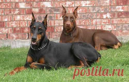 Доберман - описание породы, фото, питомники, щенки | Animal.ru