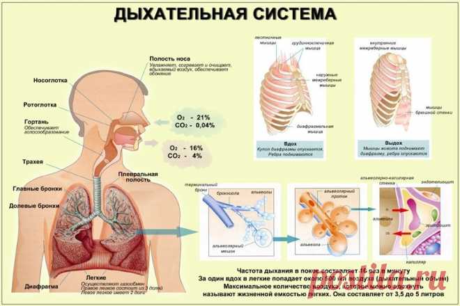 Диафрагмальное дыхание обеспечивает глубокое очищение организма.