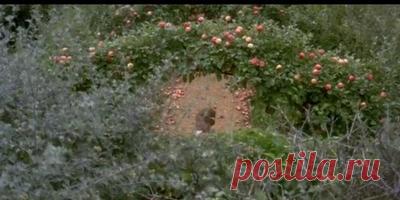 Арки на дачном участке и в саду своими руками, идеи