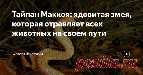 Тайпан Маккоя: ядовитая змея, которая отравляет всех животных на своем пути