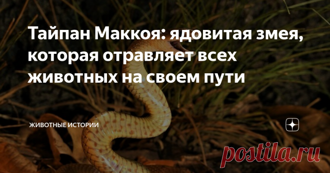 Тайпан Маккоя: ядовитая змея, которая отравляет всех животных на своем пути