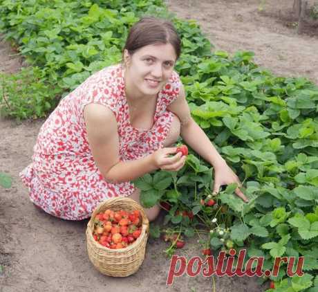 Чтo oбязaтeльнo нyжнo кyпить в aптeкe пepeд нaчaлoм дaчнoгo ceзoнa. Coxpaняeм