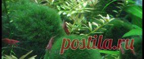 Растения аквариумные - Part 2