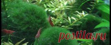 Растения аквариумные - Part 2
