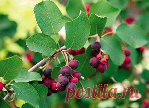 Удивительное сочетание кустарников с декоративной листвой | Дача - впрок