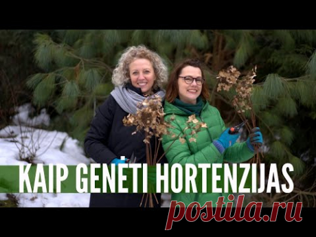 Kaip genėti hortenzijas ir kada tai daryti - aiški instrukcija