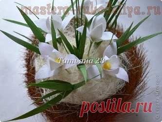 Белые подснежники