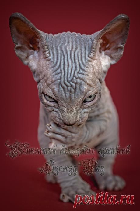 Девочка голубая.