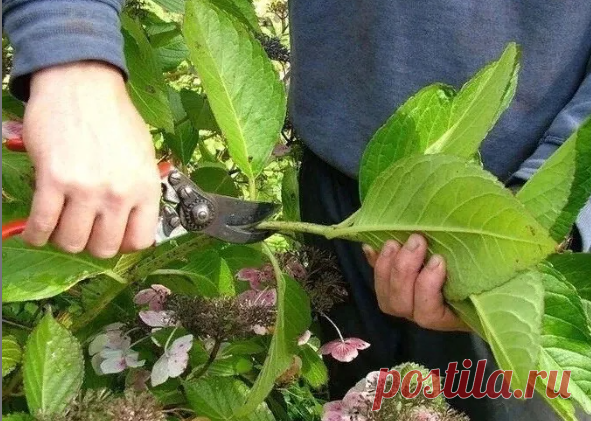 Все тонкости по обрезке куста гортензии

Все виды гортензий по-своему красивы, но для сохранения этих растений в саду на долгие годы, для ежегодного и обильного цветения, гортензиям, как никаким другим растениям, необходима тщательная и, главное, правильная обрезка. От правильности обрезки зависит насколько декоративным будет растение, обильным - цветение. Обрезка в значительной степени определяет размеры соцветий. При неправильной обрезке крупнолистные гортензии могут воо...