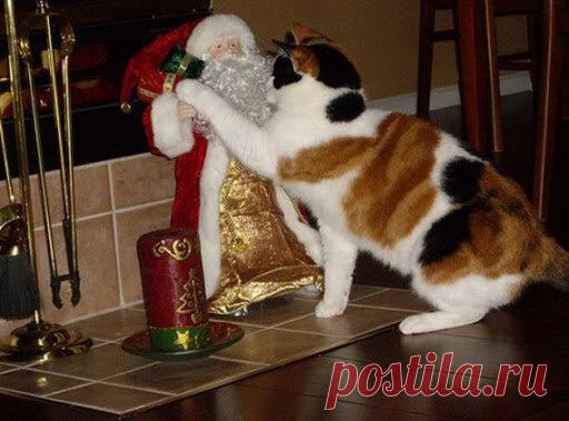 Свежая Новогодняя подборка смешных котиков, которая точно Вас развеселит (14 фото). Часть 2 | Забавный Бим | Яндекс Дзен