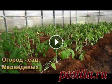 Несколько важных правил при высадке рассады томатов Всем здравствуйте, хотим с Вами поделиться ссылками на другие наши ресурсы: Телеграм - Дзен - Одноклассники - ВК - С Уважением семья Медведевых! Желае...