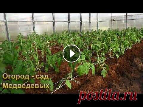 Несколько важных правил при высадке рассады томатов Всем здравствуйте, хотим с Вами поделиться ссылками на другие наши ресурсы: Телеграм - Дзен - Одноклассники - ВК - С Уважением семья Медведевых! Желае...