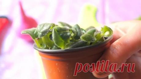 МНОЖЕСТВО ДЕТОК С ОДНОГО ЛИСТА ФИАЛКИ! РАЗМНОЖЕНИЕ ФИАЛКИ!