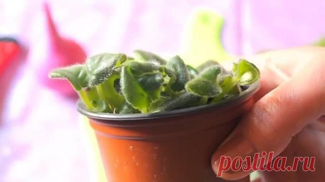 МНОЖЕСТВО ДЕТОК С ОДНОГО ЛИСТА ФИАЛКИ! РАЗМНОЖЕНИЕ ФИАЛКИ!