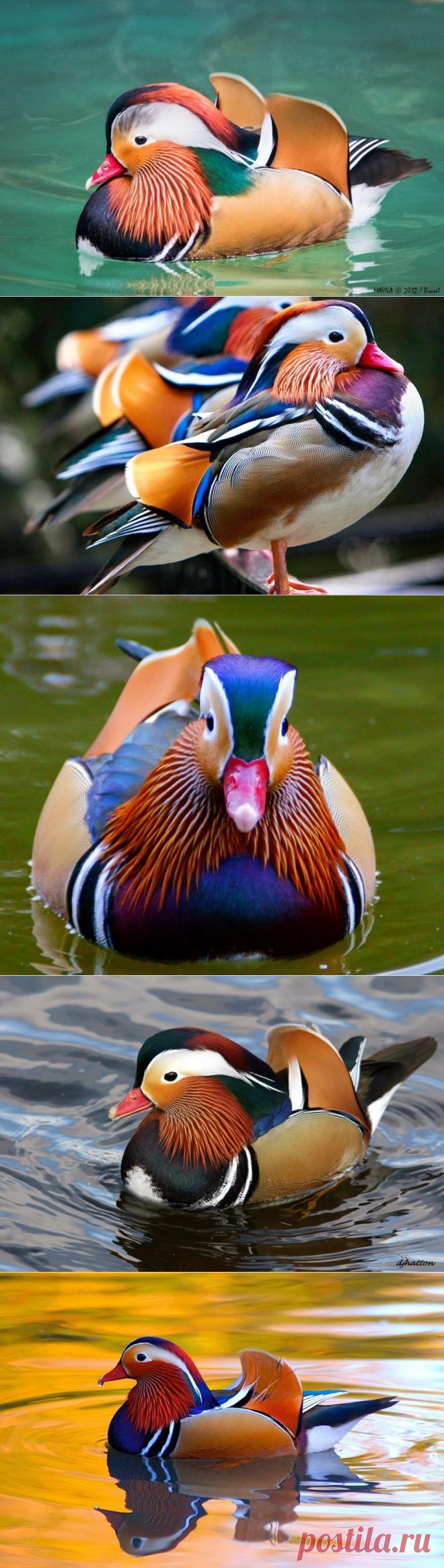 Самая красивая утка - Путешествуем вместе