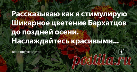 Рассказываю как я стимулирую Шикарное цветение Бархатцов до поздней осени. Наслаждайтесь красивыми цветами долгое время Я люблю бархатцы за их долгоцветение и пестроту окраски. Чтобы они как можно дольше радовали меня, я применяю некоторые хитрости, когда ухаживаю за ними.