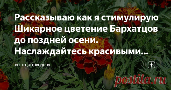 Рассказываю как я стимулирую Шикарное цветение Бархатцов до поздней осени. Наслаждайтесь красивыми цветами долгое время Я люблю бархатцы за их долгоцветение и пестроту окраски. Чтобы они как можно дольше радовали меня, я применяю некоторые хитрости, когда ухаживаю за ними.
