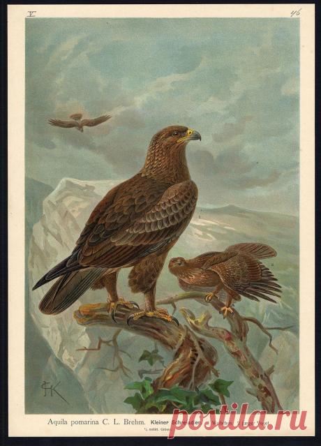 Antique Bird Print Small Spotted Eagle Kleiner Schreiadler PL V 46 Naumann 1896 | eBay