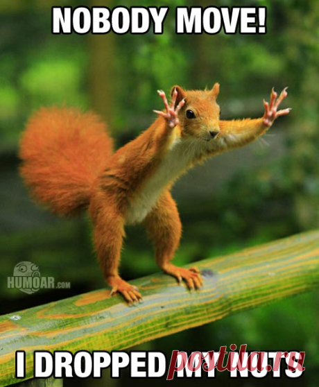 Nobody Move! I dropped my nuts - Humoar.com