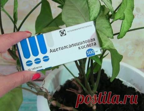 ВСЕГО СЕМЬ ПРИЕМОВ, ЧТОБЫ КОМНАТНЫЕ ЦВЕТЫ РОСЛИ КАК НА ДРОЖЖАХ Возьмите на заметку!

COXPAHЯЙ ceбe, чтoбы HE пoтepять.
⠀
Вода — главная основа жизни всех растений. Для каждого вида растений полив должен быть индивидуален. Так же комнатные растения обязательно нужно подкармливать, если вы хотите красивого цветения и пышную листву.
Показать полностью...