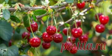 Как подкормить вишню для получения хорошего урожая