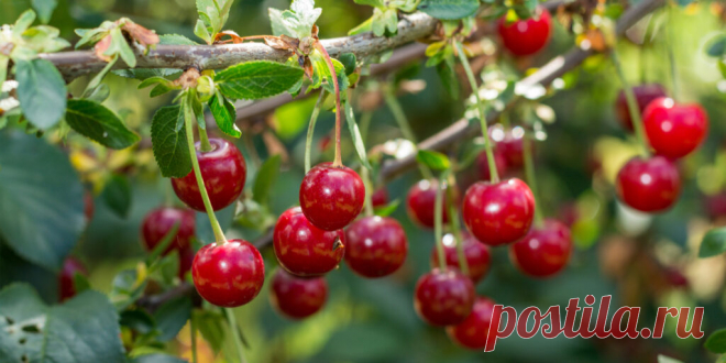 Как подкормить вишню для получения хорошего урожая