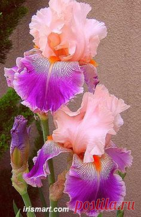 Tall Bearded Iris Flowers | Savannah Fair tall bearded irises, flowers, baby pink and deep purple