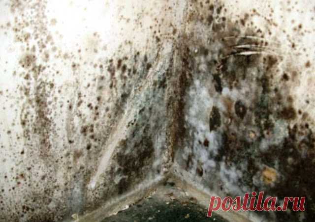 Как убрать черную плесень 




Немало неприятностей в быту доставляет черная плесень на столах, в ванной, на потолке, на деревянной двери. Причем она не только выглядит неприятно, но еще и является источником различных инфекци…