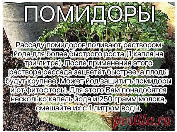Раствор - одна капля йода на три литра воды, этим йодным раствором надо один раз полить рассаду томатов. От этого увеличиться продуктивность и будут побольше плоды. 

От фитофторы - каждые 2 недели опрыскивать помидоры раствором молока с йодом. 
Раствор для опрыскивания:
На 10 литров воды добавить литр молока и 15 капель йода. Получившимся раствором обильно опрыскивать помидоры (так, чтобы с кустов текло).