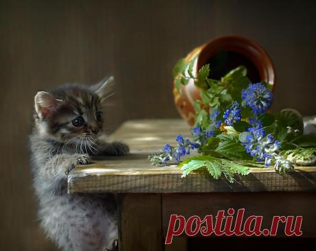 ღКаждый видит ту красоту, до которой дорос...