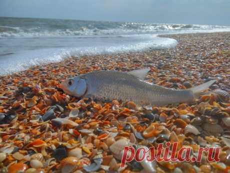 Рыбалка на Азовском море - Доска объявлений Краснодарского края | kuban-biznes.ru
