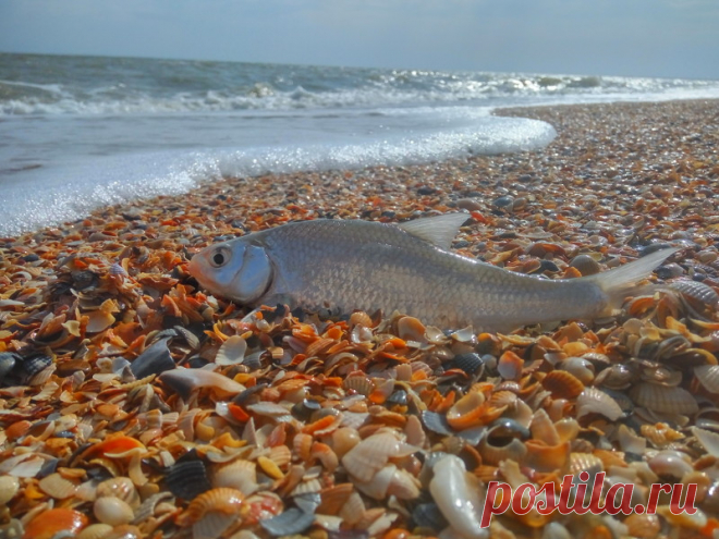 Рыбалка на Азовском море - Доска объявлений Краснодарского края | kuban-biznes.ru