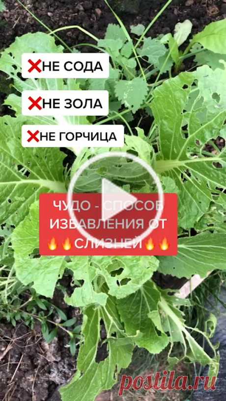 КАКИЕ СРЕДСТВА ЕЩЁ ЗНАЕТЕ?❓❓❓ #осеньвогороде #мойсад #огород #слизняк #слизни #вогороде #огородники #огородничество #дачаогород #садогород Пользователь Сад Мечты (@sadmechty) создал короткое видео в TikTok (тикток) с песней Deep End. | КАКИЕ СРЕДСТВА ЕЩЁ ЗНАЕТЕ?❓❓❓ #осеньвогороде #мойсад #огород #слизняк #слизни #вогороде #огородники #огородничество #дачаогород #садогород | ❌НЕ ГОРЧИЦА  | ❌НЕ ЗОЛА | ❌НЕ СОДА | ...