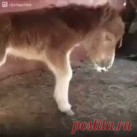 Awesome video of Chloe the mini horse