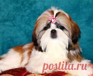 Щенки ши-тцу - Купить щенка ши-тцу Москва - Питомник ши-тцу " Чесвет Лайн" , Москва - щенки ши-тцу