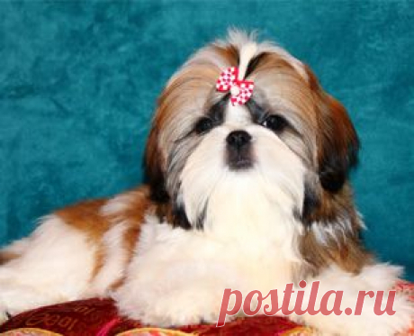 Щенки ши-тцу - Купить щенка ши-тцу Москва - Питомник ши-тцу &quot; Чесвет Лайн&quot; , Москва - щенки ши-тцу