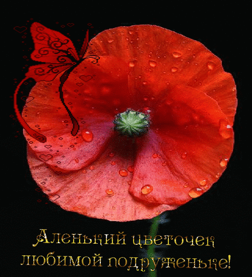 Аленький цветочек для подруги - Цветы анимация - Анимационные блестящие картинки GIF