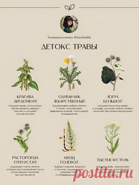 Травы детокс