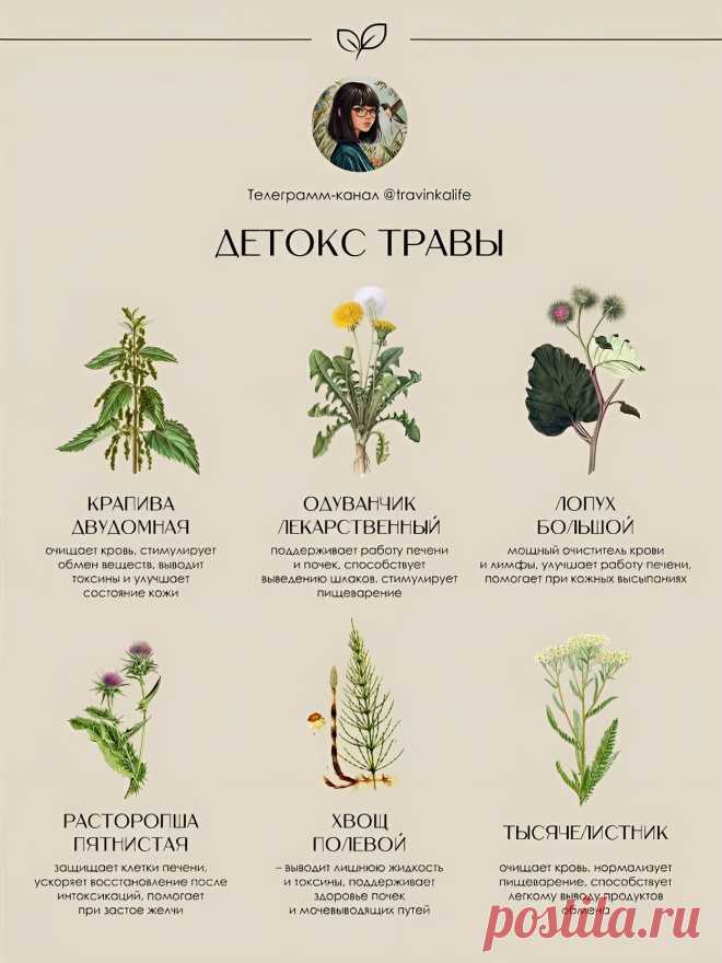 Травы детокс