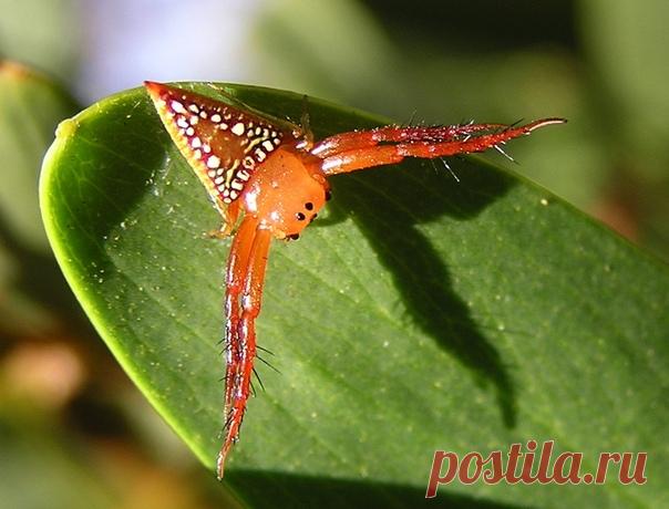 Треугольный паук.
Чтобы завлечь добычу, треугольные пауки не плетут коварных сетей, а прячутся в засаде, терпеливо поджидая будущую жертву. Их челюсти снабжены небольшими ядовитыми клыками, безопасными для человека, но смертельно опасными для мелких насекомых, попадающих в цепкие лапы голодных охотников.