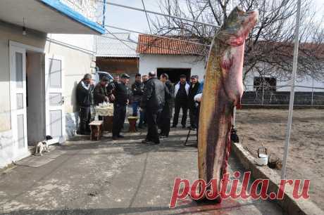 Сырдарье поймали гигантскую рыбу. А знаете что один самых больших сомов в Сырдарье поймали в 2013 году заядлый рыбак и охотник с двадцатилетним стажем, Бахтияр Толаметов с товарищами. В об этом даже писали в газетах. Рыбка от головы до кончика хвоста — больше двух метров восьмидесяти сантиметров. «Я точно не могу сказать сколько рыба весит, но, где то 150 – 160 килограммов в ней есть. Семь человек пытались поднять ее, чтобы подвесить к трубам навеса. Трубы даже немного погнулись», — скромно расс