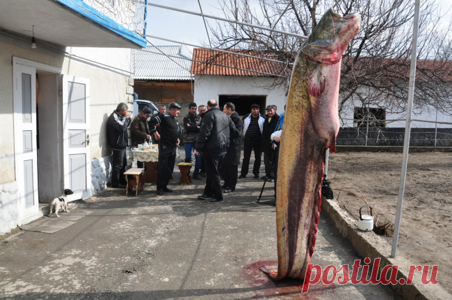 Сырдарье поймали гигантскую рыбу. А знаете что один самых больших сомов в Сырдарье поймали в 2013 году заядлый рыбак и охотник с двадцатилетним стажем, Бахтияр Толаметов с товарищами. В об этом даже писали в газетах. Рыбка от головы до кончика хвоста — больше двух метров восьмидесяти сантиметров. «Я точно не могу сказать сколько рыба весит, но, где то 150 – 160 килограммов в ней есть. Семь человек пытались поднять ее, чтобы подвесить к трубам навеса. Трубы даже немного погнулись», — скромно расс