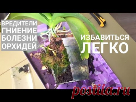 о ГНИЕНИИ ОРХИДЕЙ, ВРЕДИТЕЛЯХ и БОЛЕЗНЯХ ОРХИДЕЙ - причины и следствия