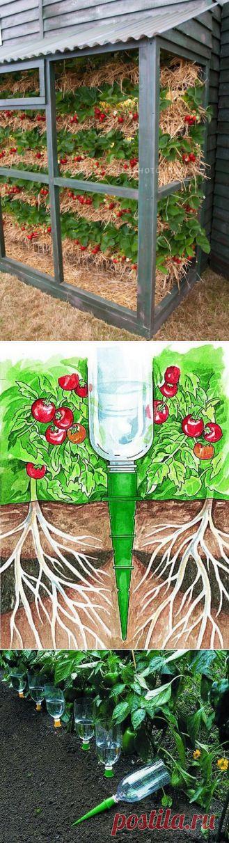 (+1) тема - Советы в картинках | ОГОРОД БЕЗ ХЛОПОТ