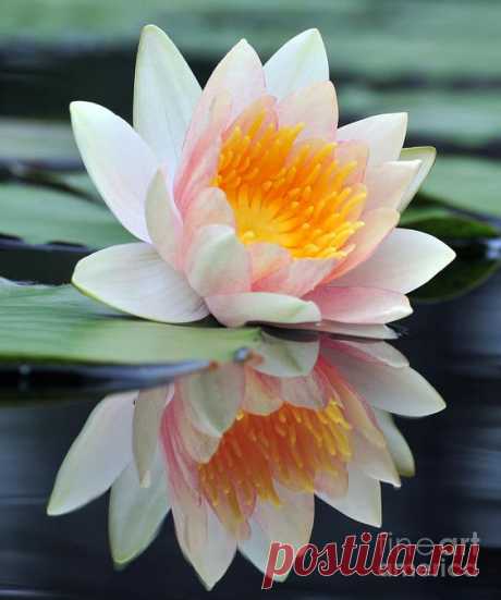 ❤ White Lotus - Water Lily with Reflection Photograph - Fine Art Print.  Fine Art America из Fine Art America   |  Pinterest • Всемирный каталог идей