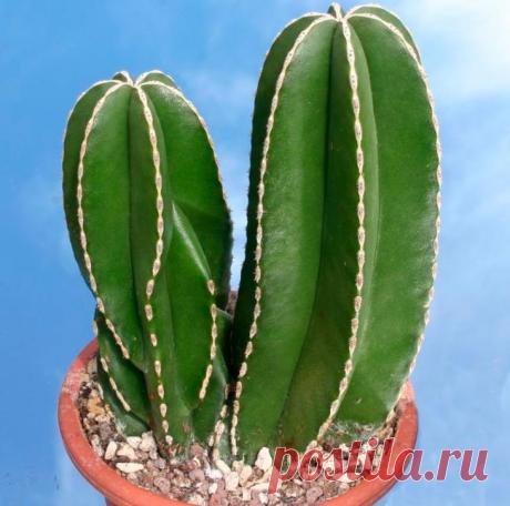 Лемэроцереус Такое растение, как лемэроцереус имеет прямое отношение к семейству кактусовые, и его можно повстречать в природе в Южной Африке. Оно было названо в честь ботаника Шарля Лемера. Этот известный француз...