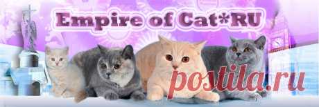 Монопородный питомник британских короткошёрстных кошек.Лучшие английские линии,лучших питомников Англии:Pampurred,Kolinga,Coppins,Positively. Продажа Котят - 8. Советы по кормлению и уходу за котенком.Груминг бртанской кошки.