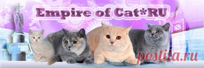 Монопородный питомник британских короткошёрстных кошек.Лучшие английские линии,лучших питомников Англии:Pampurred,Kolinga,Coppins,Positively. Продажа Котят - 8. Советы по кормлению и уходу за котенком.Груминг бртанской кошки.